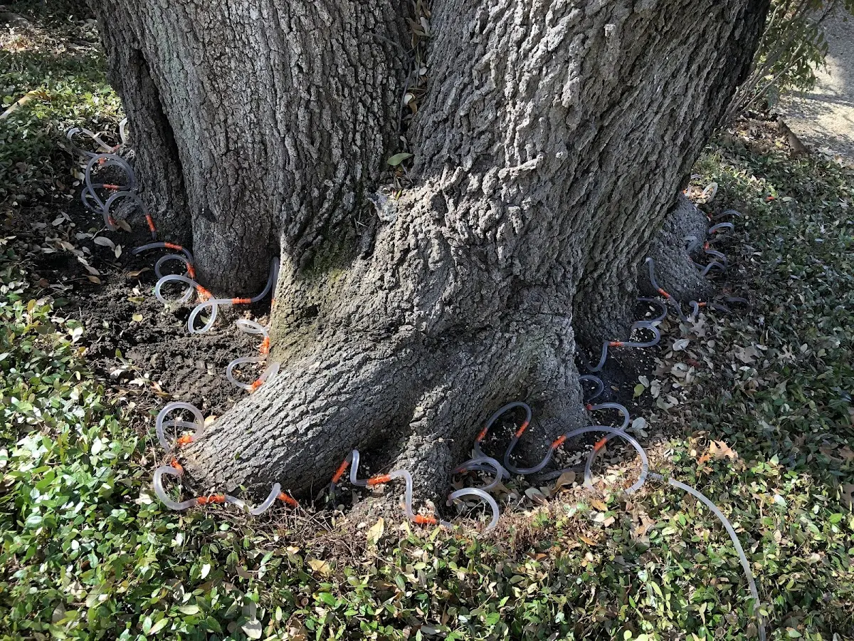 Detailed Tree Cabling and Bracing job site in Wrightwood