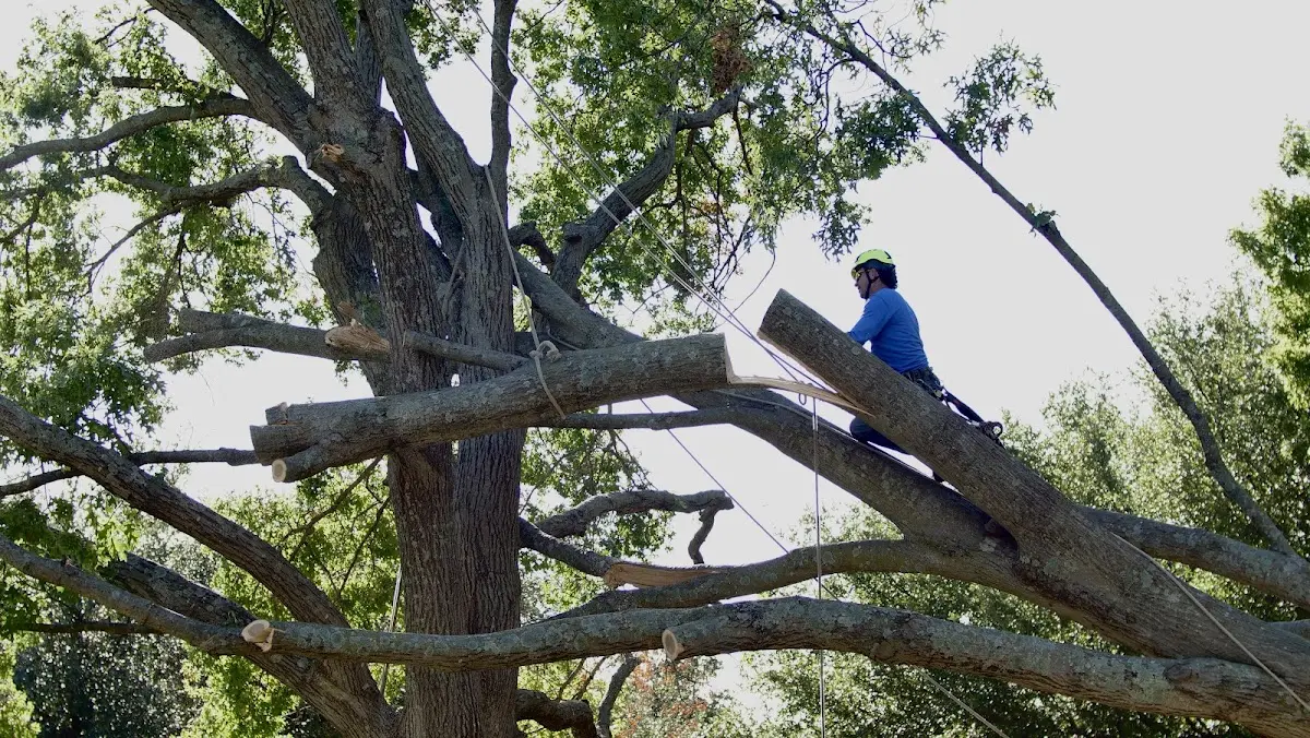 Professional Crown Thinning performed by certified arborists in Wrightwood